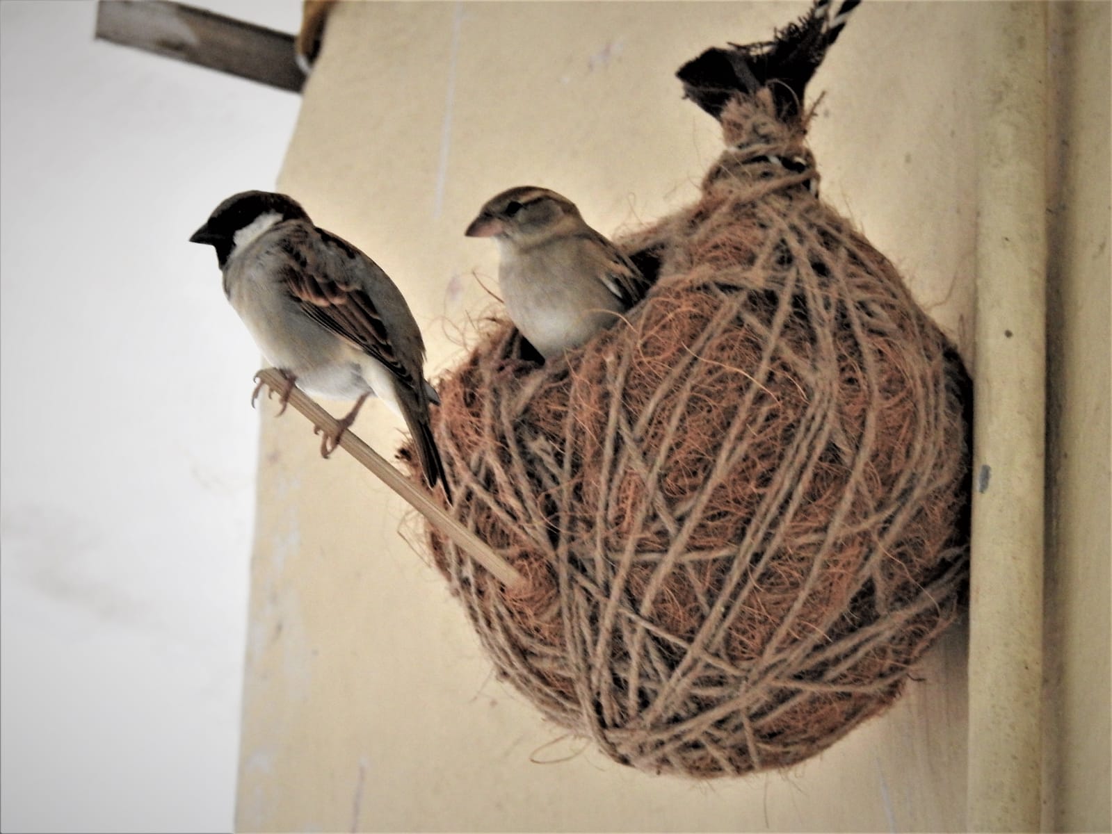 Readymade Sparrow Nest (Jute)